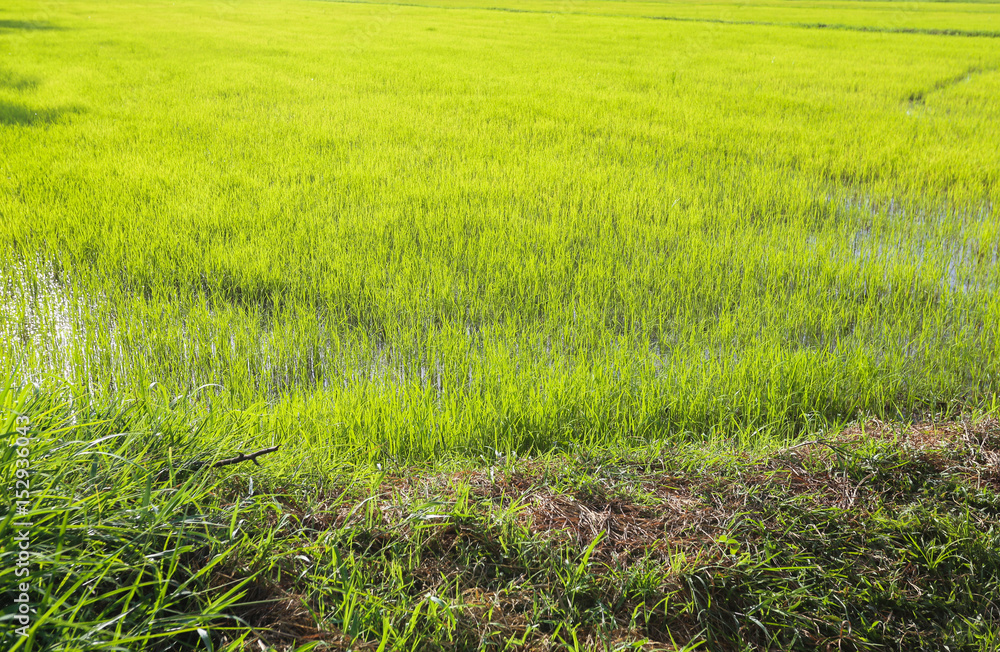 Cornfield in thailand