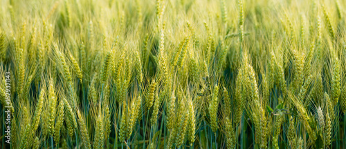 Close Up Whole Grains Real Food Growing in Farmers Field photo