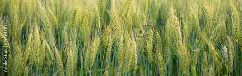 Close Up Whole Grains Real Food Growing in Farmers Field