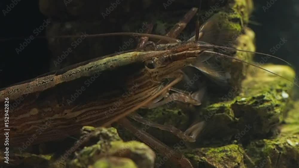Shrimp feeders behind the glass of the aquarium Shrimp feeders behind the glass of the aquarium