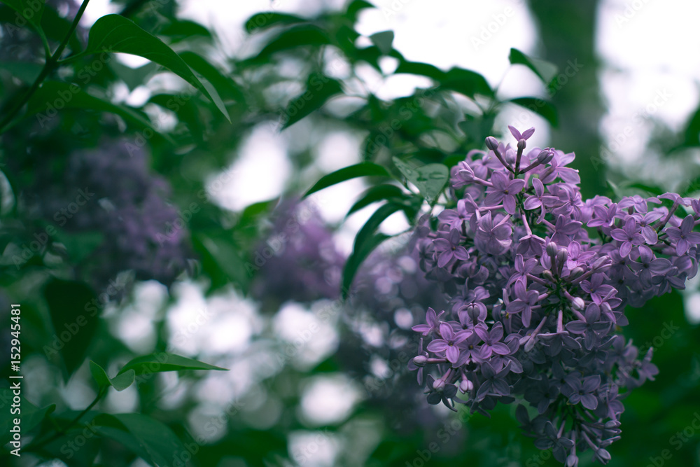 Blooming lilac with blurred background on a branch. Blooming lilac with blurred background on a branch.