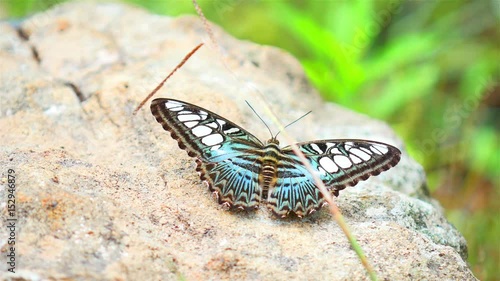Multi-colored butterfly Many species for food Explore natural sources 