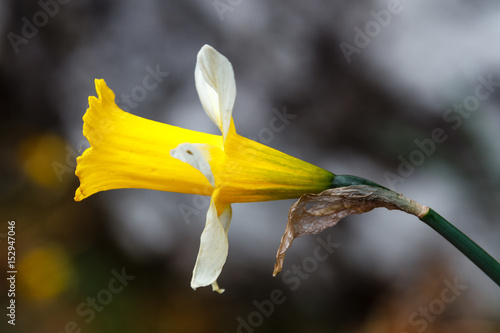 Fototapeta Naklejka Na Ścianę i Meble -  Narcissus pseudonarcissus nobilis. Flor de Narciso. 