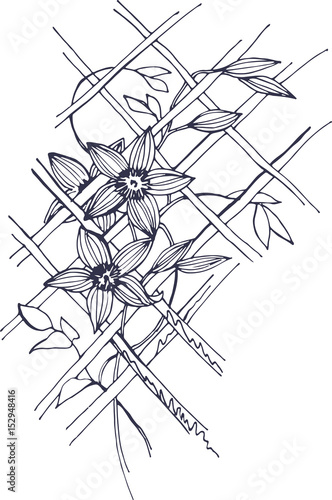 Refined Clematis flowers, which are woven on a grid
