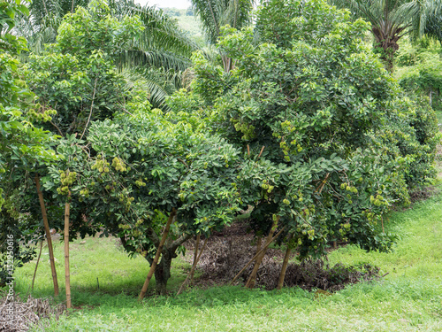 Green rambutans fruit with leaf on tree
