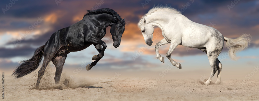 Obraz premium Dwa piękny koński portret w ruchu wychowu up przeciw zmierzchu niebu w pustynnym pyle. Banery czarno-białe konie na stronie internetowej