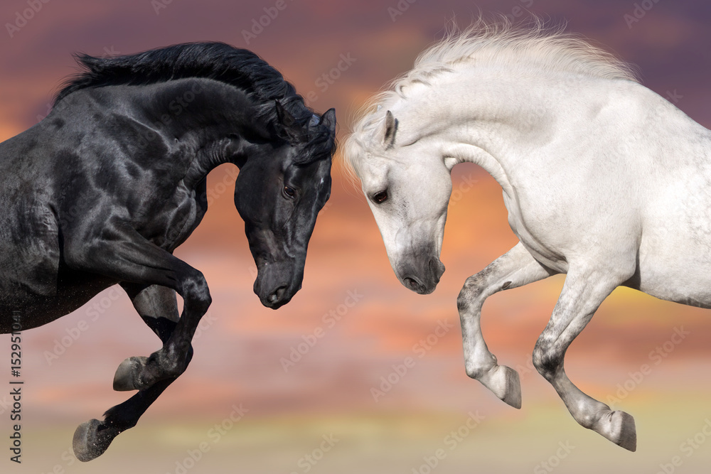 Fototapeta premium Two beautiful horse portrait in motion rearing up against sunset sky. Black and white horses.