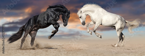 Two beautiful horse portrait in motion rearing up against sunset sky in desert dust. Black and white horses banner for website