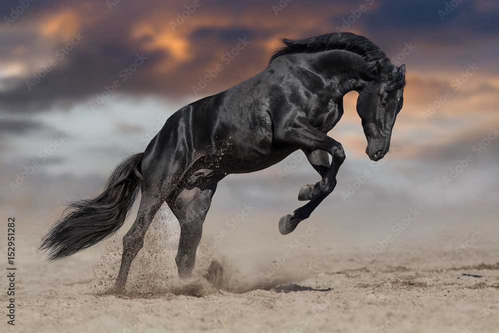Fototapeta premium Ogier czarnego konia gra i skacze w pustynnym kurzu