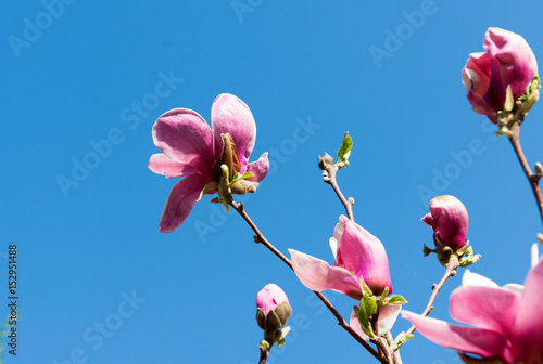 Blooming magnolia in the garden