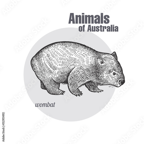Animals of Australia. Wombat.