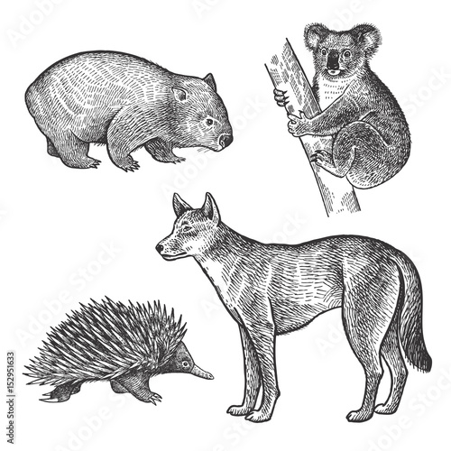 Animals of Australia. Koala bear, Wombat, Echidna, Dingo Dog.