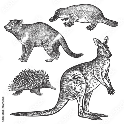 Animals of Australia. Tasmanian devil, Platypus, Wallaby or kangaroo, Echidna.