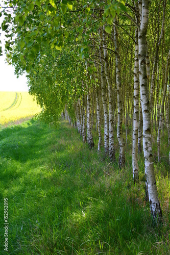 Fototapeta Naklejka Na Ścianę i Meble -  młody las brzozowy