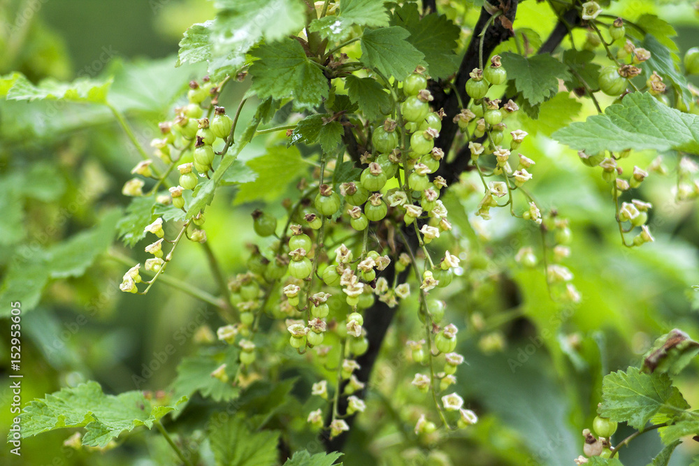 red currant berries unripe green red currant berries unripe green