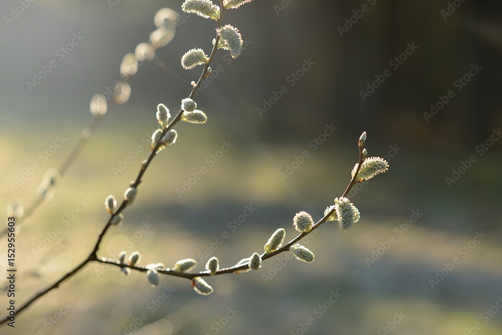 Blossoming wilow Blossoming wilow