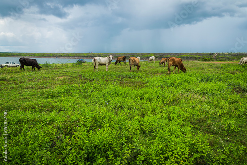 Wallpaper Mural Cow is eating grass in the field. Torontodigital.ca