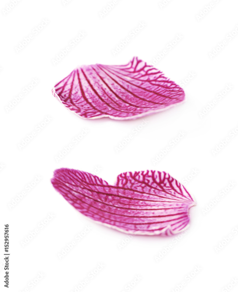 Single orchid flower petal isolated Single orchid flower petal isolated