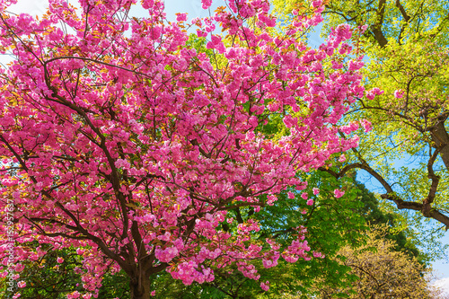 Springtime in Geneva, Switzerland