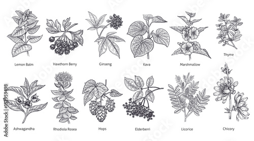 Medical plants and herbs set.