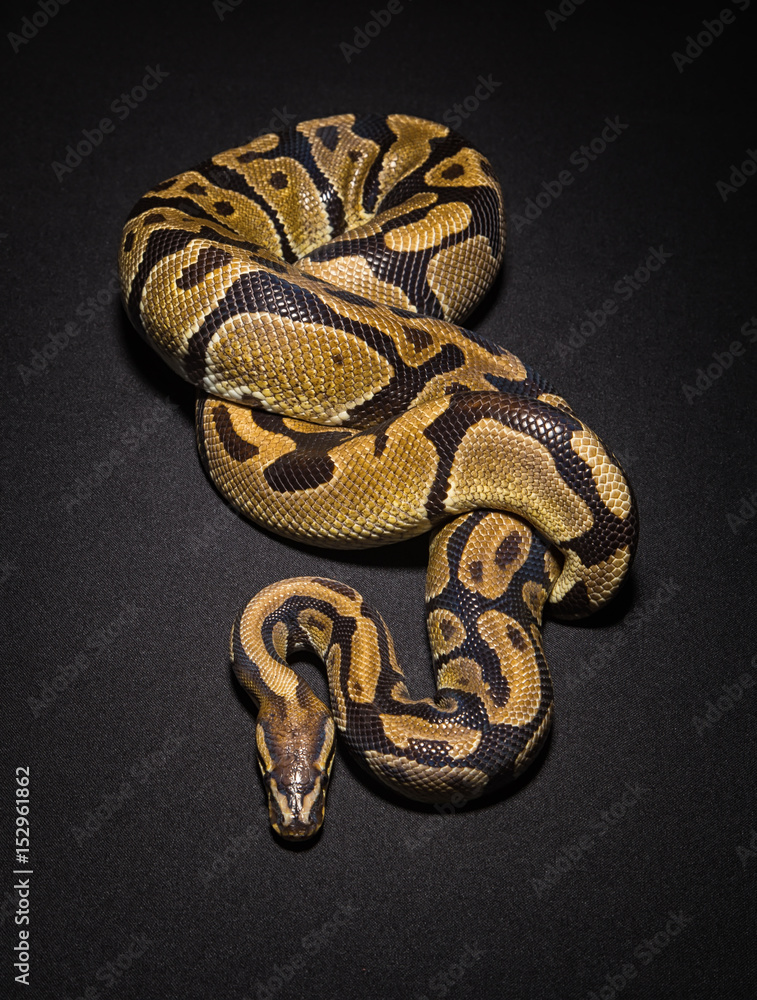Fototapeta premium Obraz pytona brązowego kulki