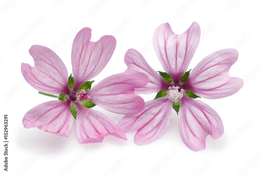 Mallow flowers Mallow flowers