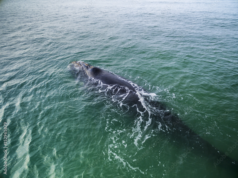Naklejka premium Top view of Southern Right Whales in Hermanus, Cape Town South Africa