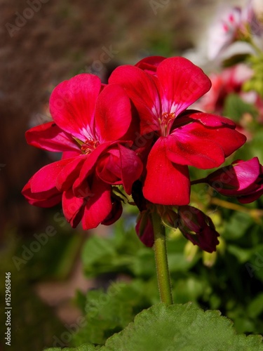 red flowers of geranium potted plant