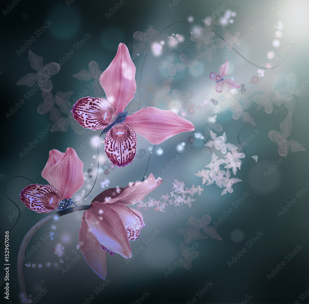 orchidee na ciemnoniebieskim tle <span>plik: #152967086 | autor: seqoya</span>