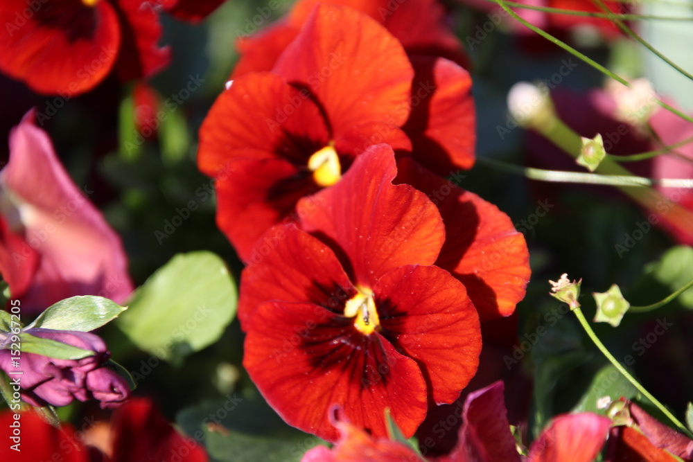 Naklejka premium another pansies
