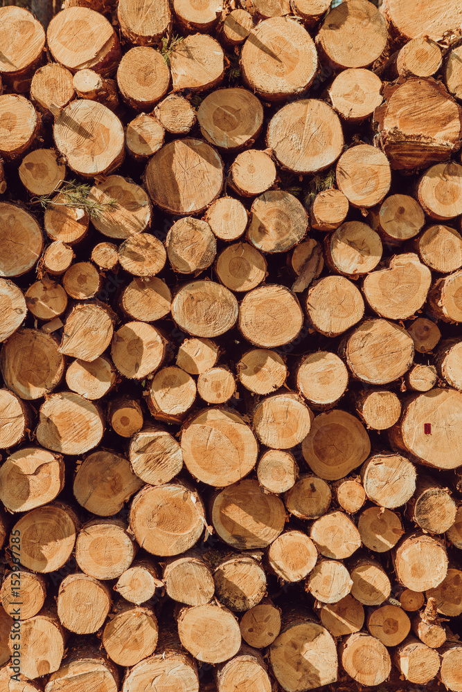 A pile of cut wood stump log texture A pile of cut wood stump log texture