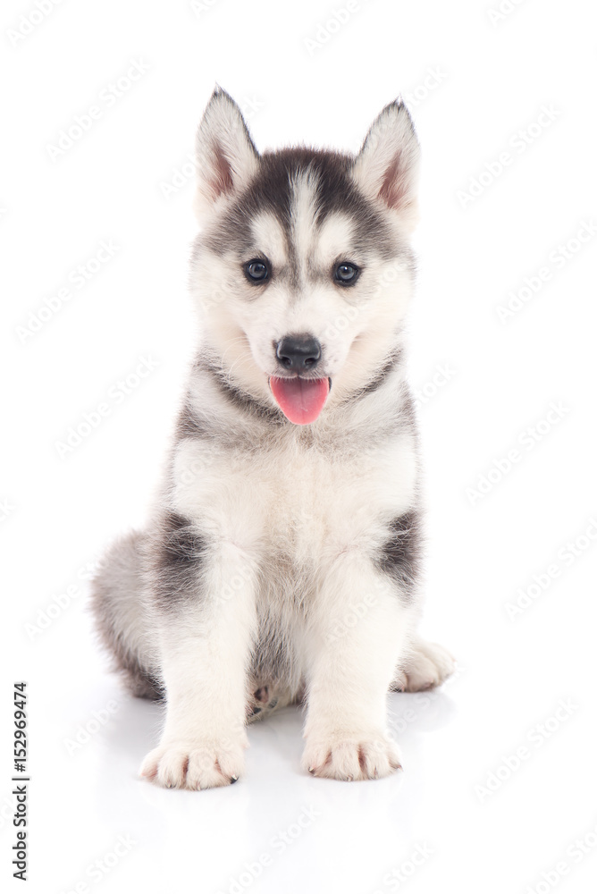 siberian husky puppy sitting on white background