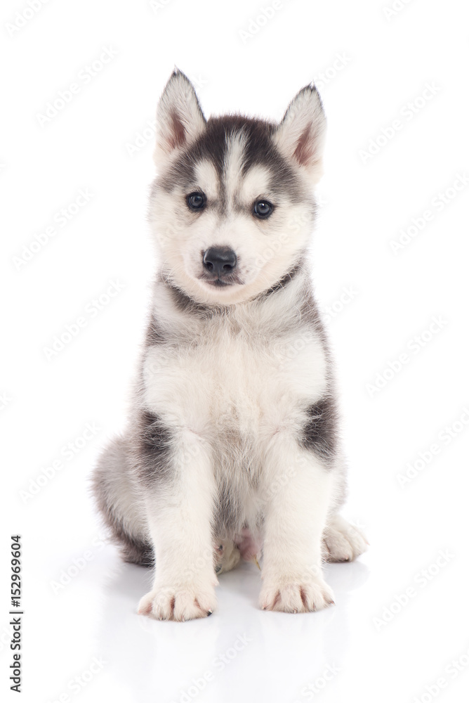 siberian husky puppy sitting on white background
