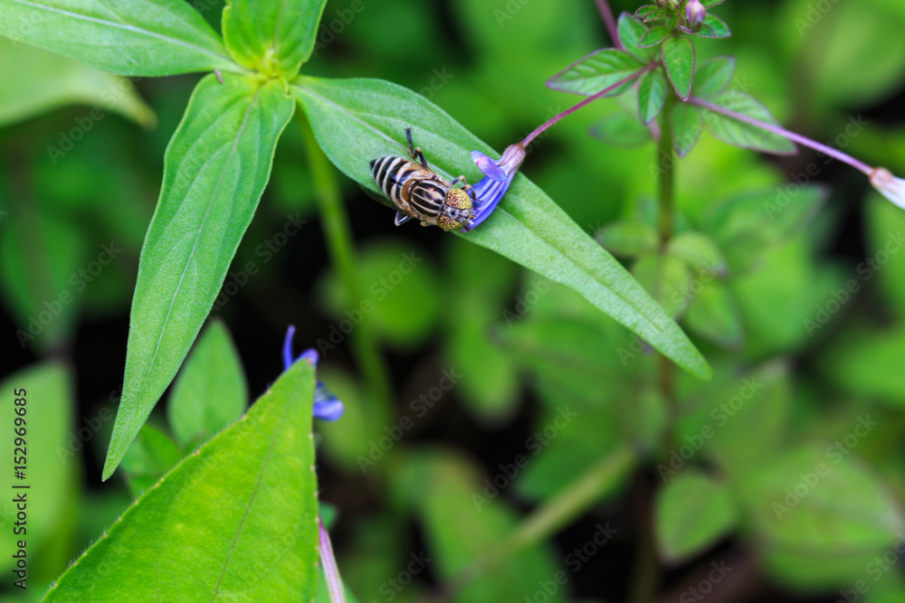 a stripes bee stays of leaf, sucking flowers a stripes bee stays of leaf, sucking flowers