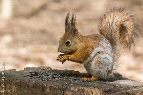Fototapeta squirrel on a tree