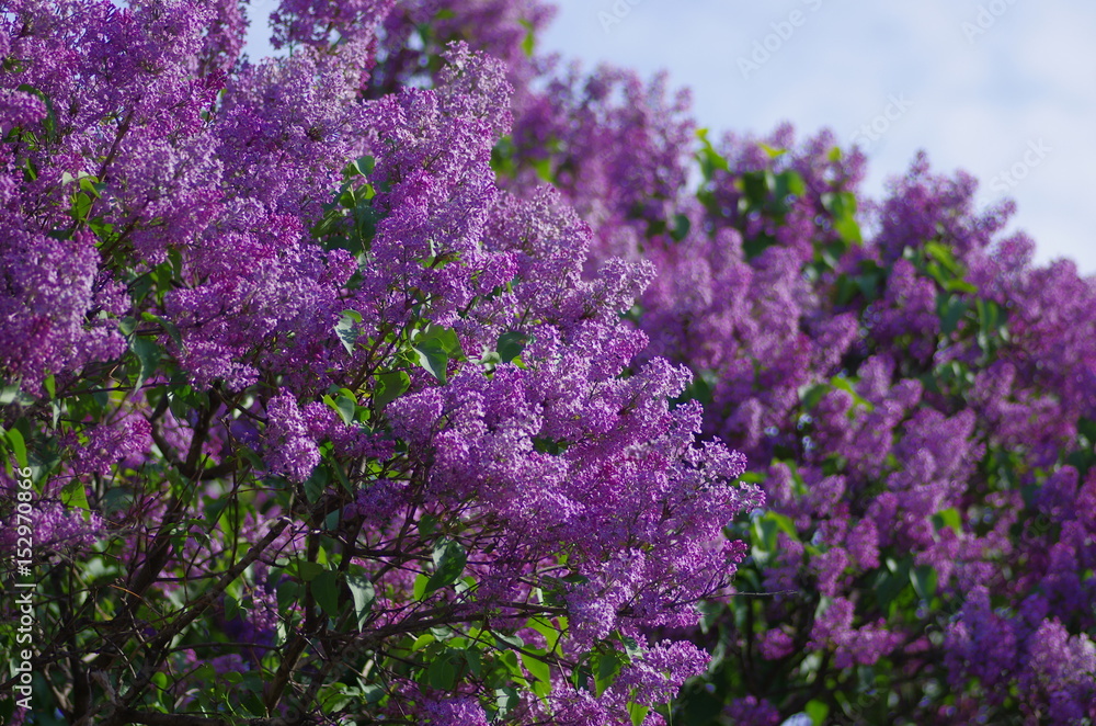 Obraz premium lilac
