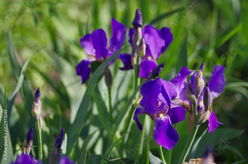 irises flowers spring