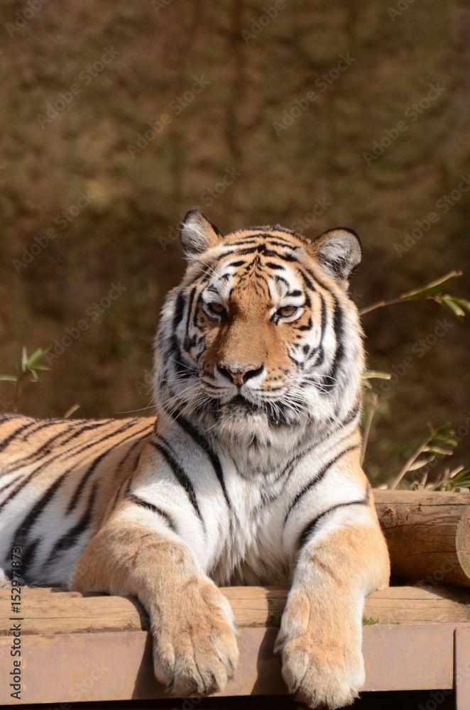 Obraz premium Amour tygrys