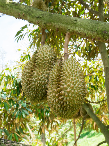 Fresh durian on tree in the garden