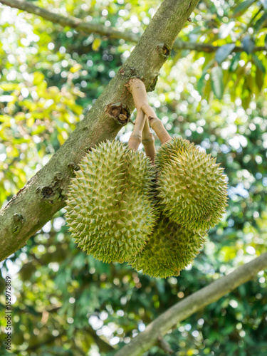Fresh durian on tree in the garden