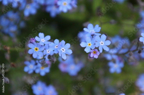 Forget-me-not