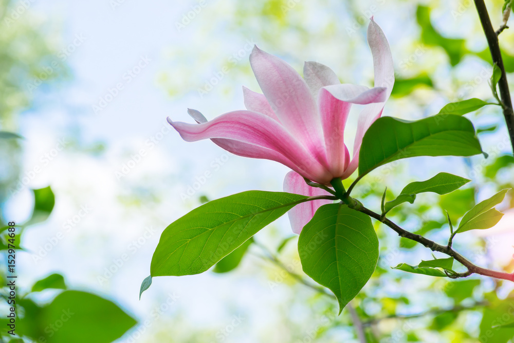 Obraz premium Mysterious spring floral background with blooming magnolia flowers