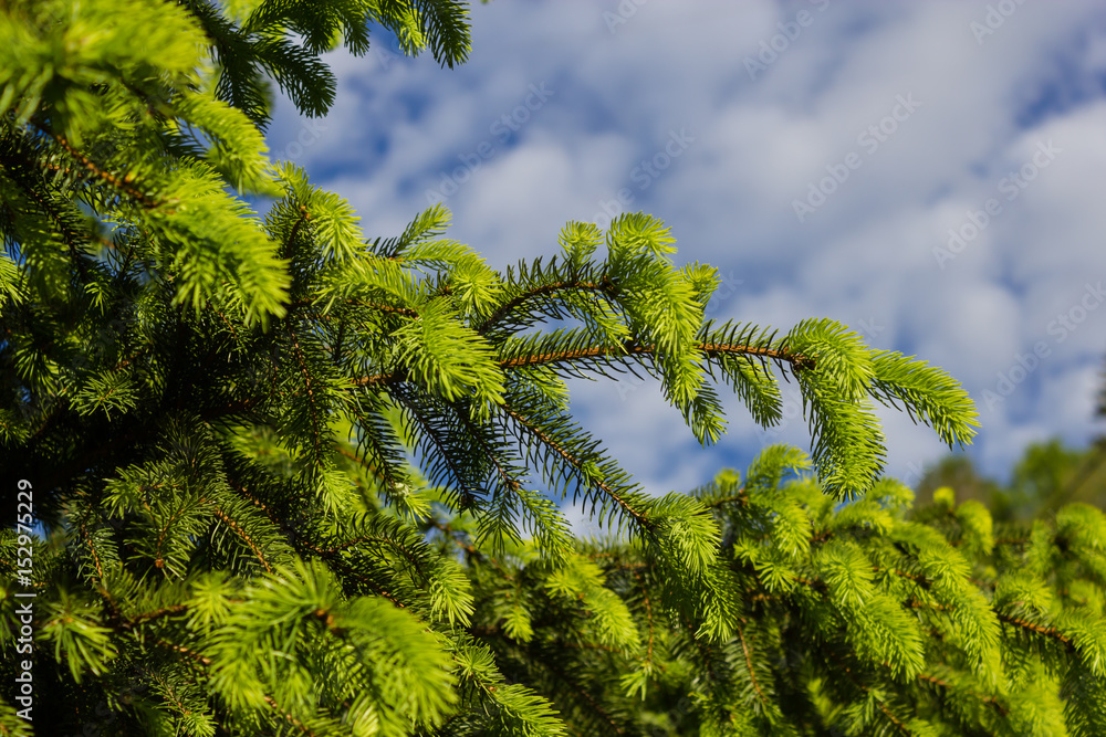 Fichtennadeln, Fichte, Triebe, Frühling, spriessen, Flora, Natur, Hintergrund, blauer Himmel, Wolken Fichtennadeln, Fichte, Triebe, Frühling, spriessen, Flora, Natur, Hintergrund, blauer Himmel, Wolken