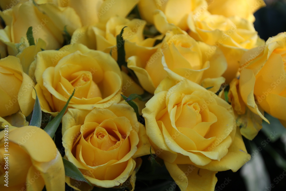 bouquet of yellow roses bouquet of yellow roses