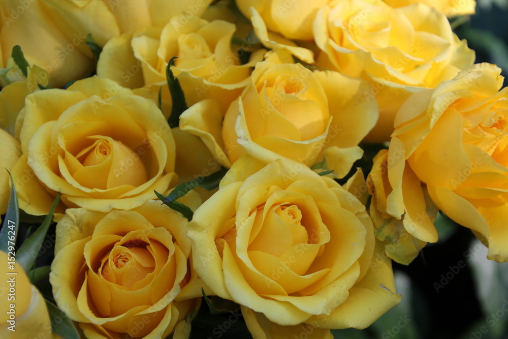 yellow roses
