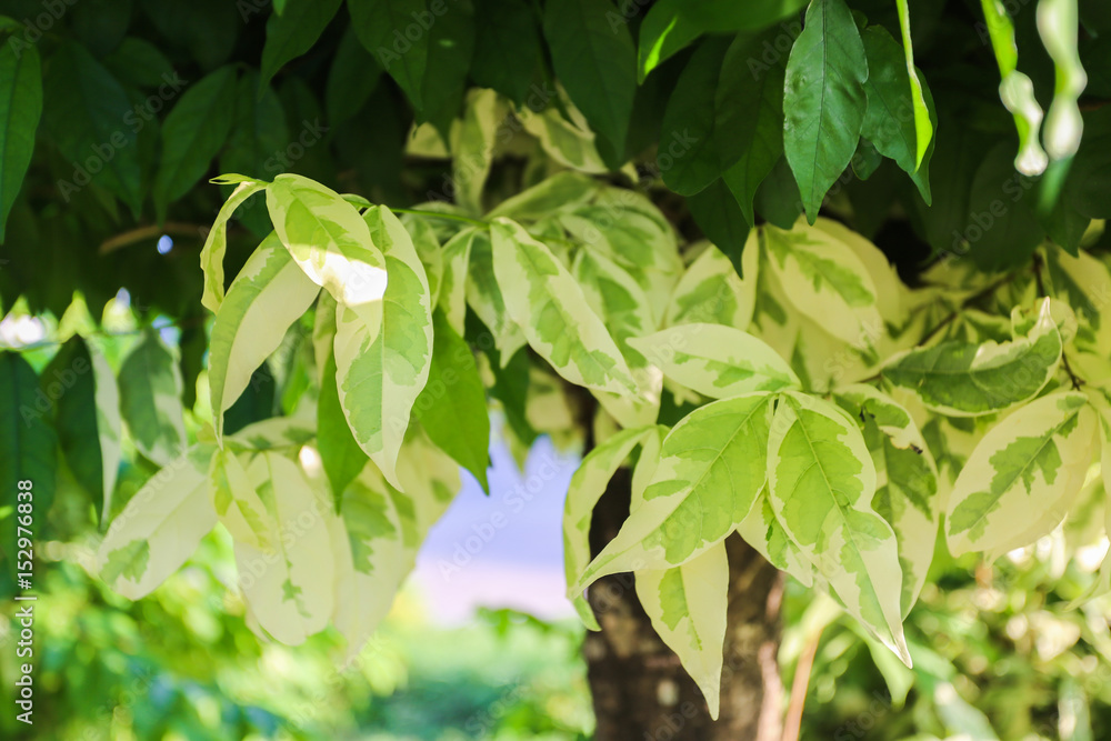 leaves leaves