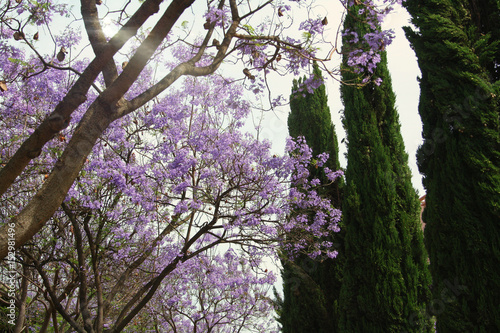 Wallpaper Mural blooming jacaranda is very beautiful in spring Park Torontodigital.ca