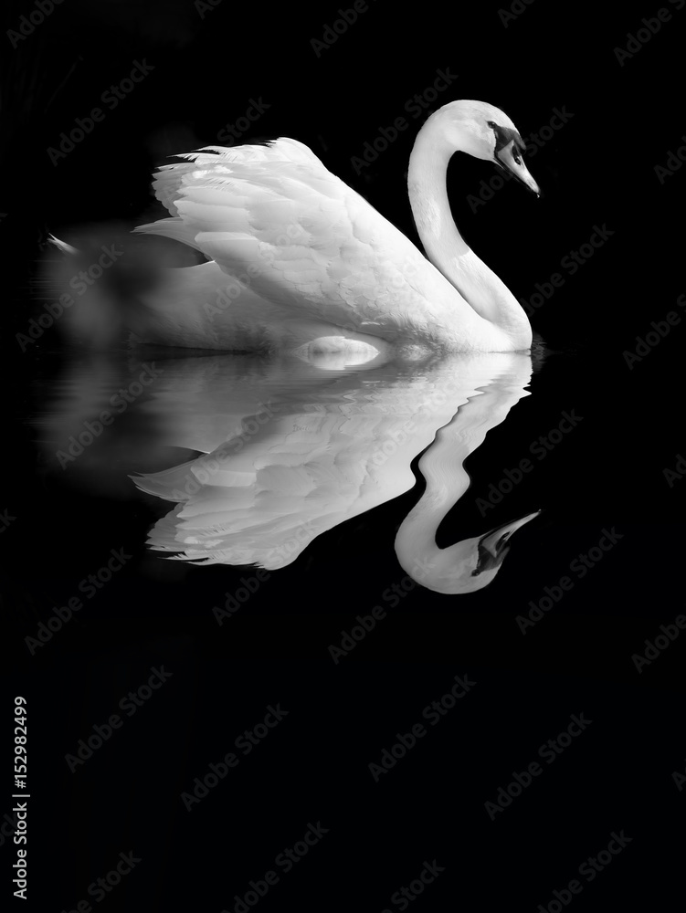 Fototapeta premium cygne reflet oiseau romantisme romantique amour élégant aile étang mare eau