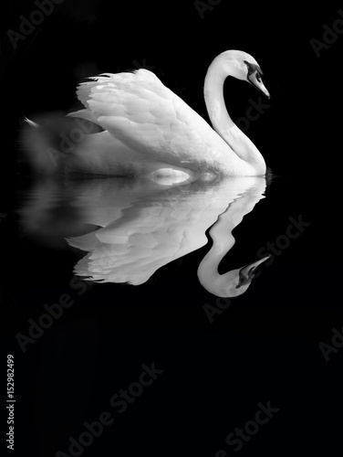 cygne reflet oiseau romantisme romantique amour élégant aile étang mare eau