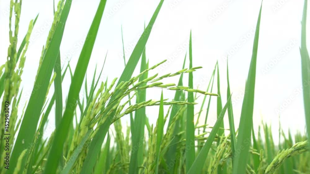 rice field rice field